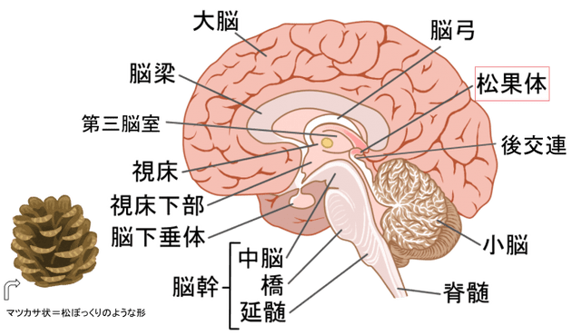 画像あり】松果体とは？場所を図で解説します！